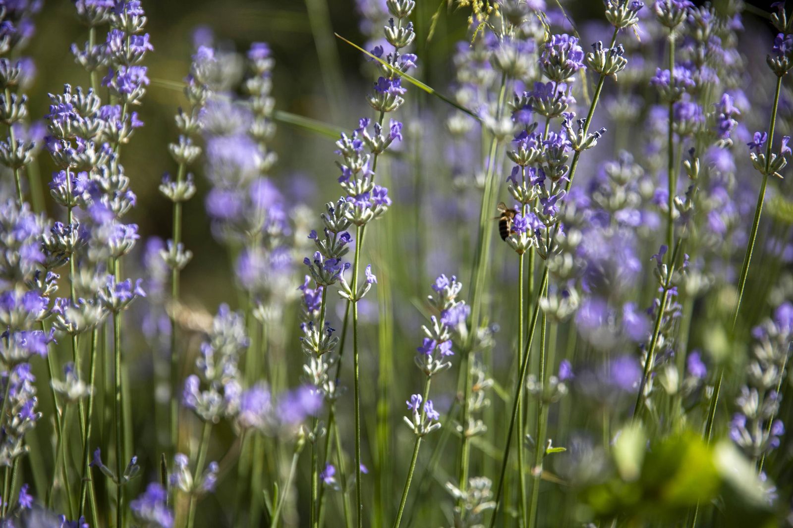 El jardin de lavandas en Benecid