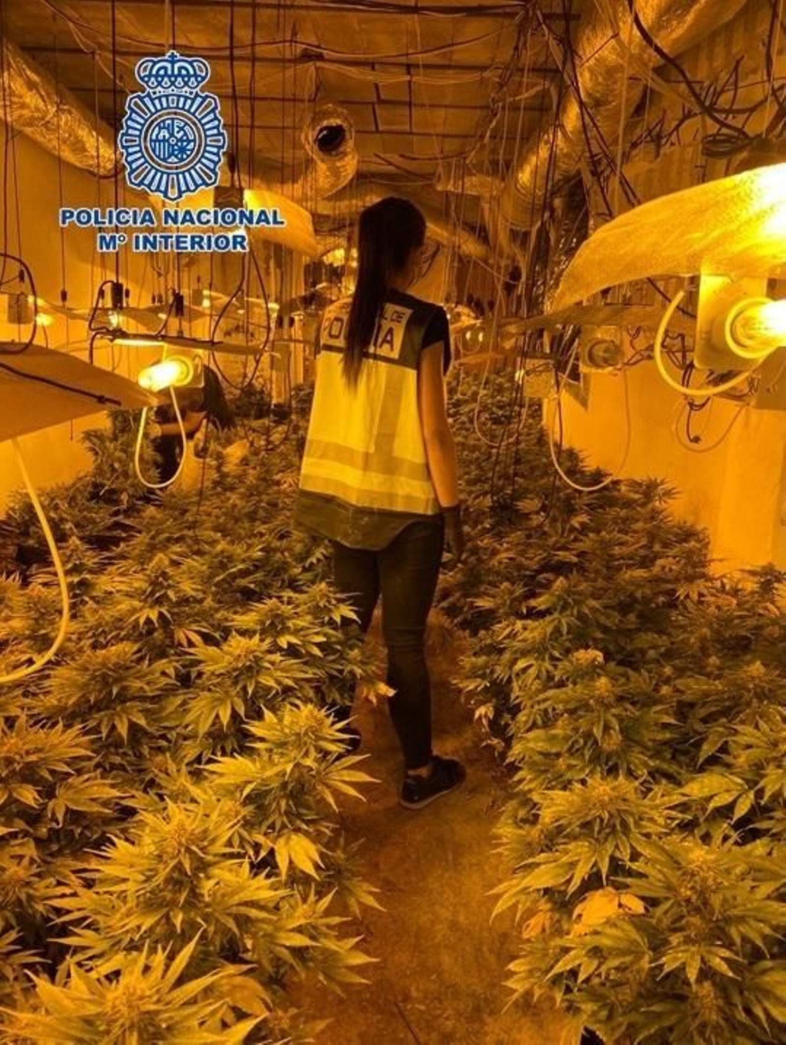 Imagen de la plantación facilitada por la Policía Nacional.