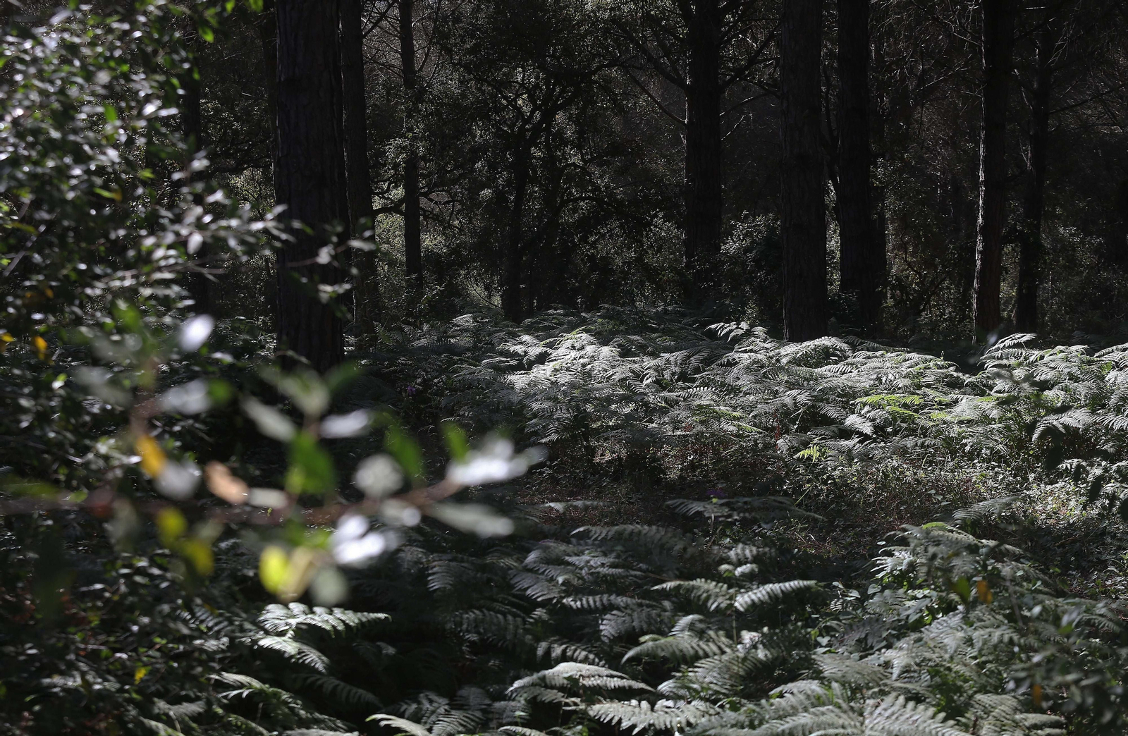 El Pinar del Rey de San Roque, en imágenes
