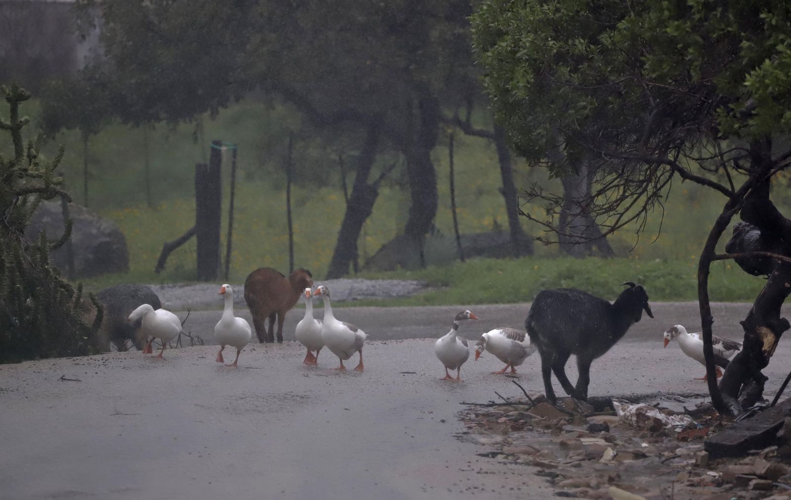 Fotos del temporal de lluvia y viento por la borrasca Kristin en Jimena de la Frontera, San Pablo de Buceite y San Martín del Tesorillo