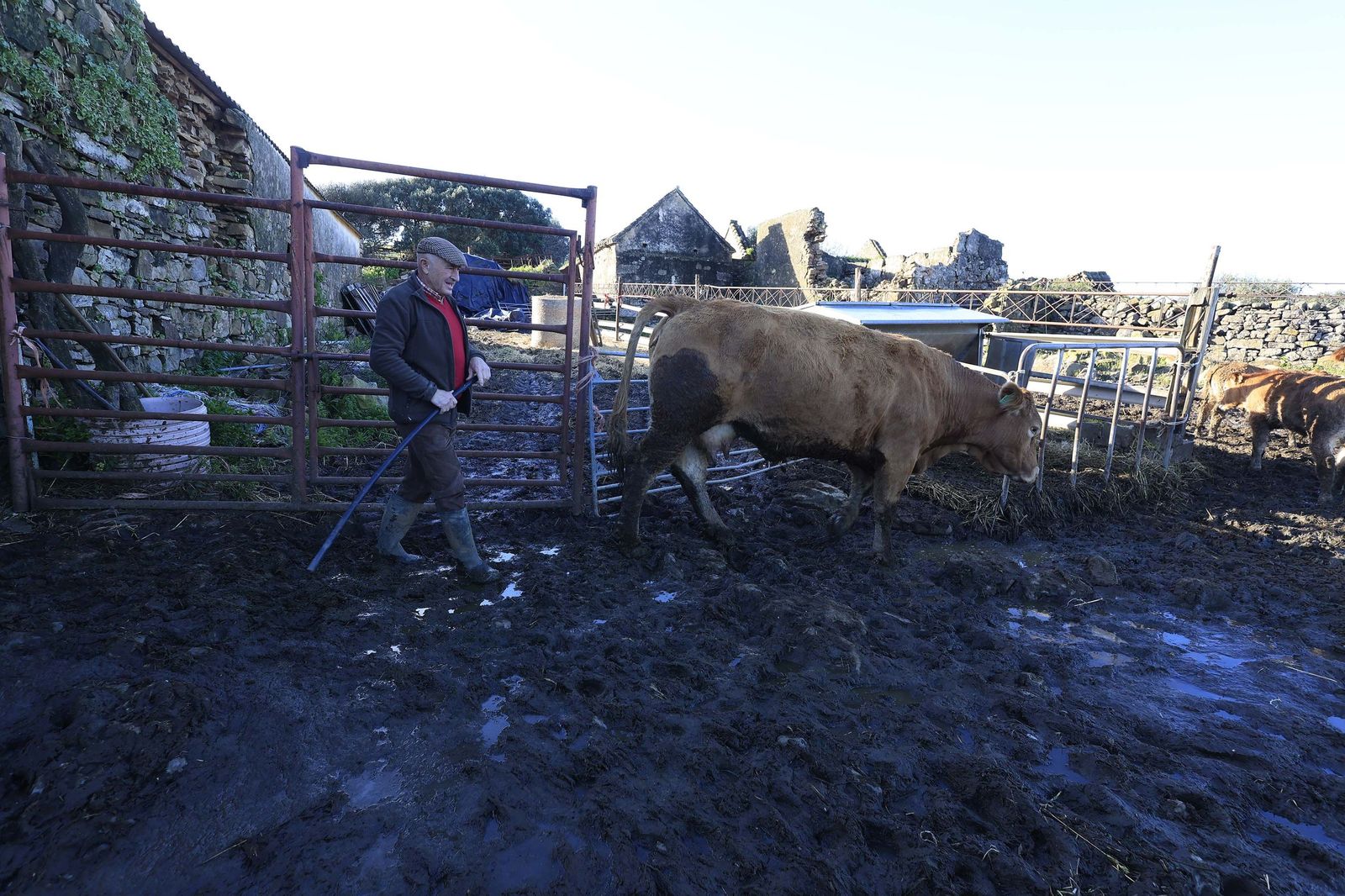 Las fotografías de la ganadería de Luis Benítez en Tarifa