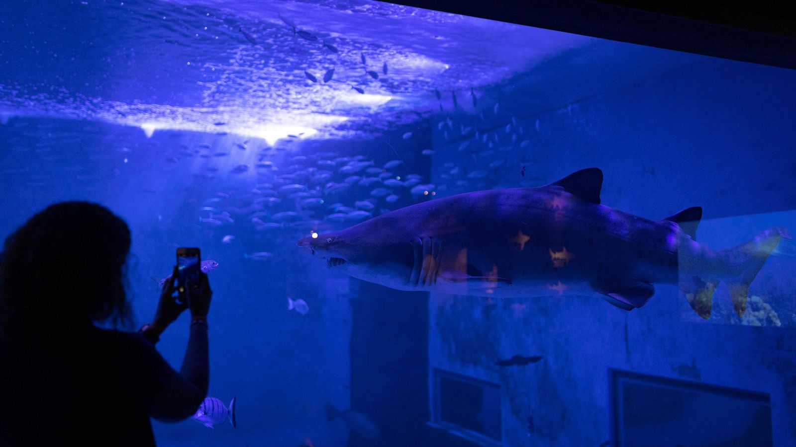 Tanque de tiburones del Acuario de Sevilla.