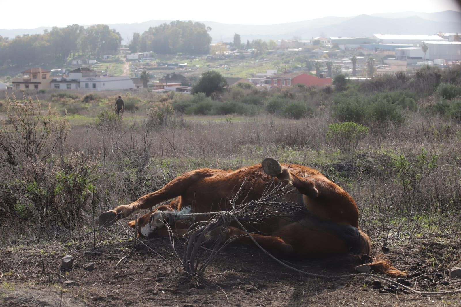 El caballo muerto en la zona de Los Guijos, este martes.