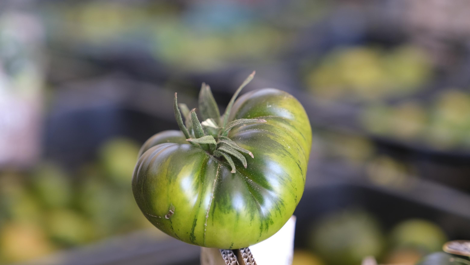 El auténtico Raf LoVargas