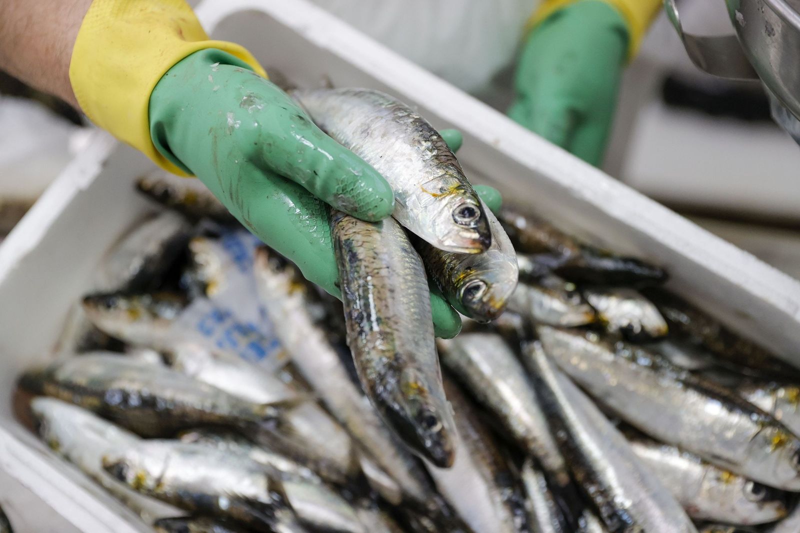 Los mejores alimentos para luchar contra el envejecimiento