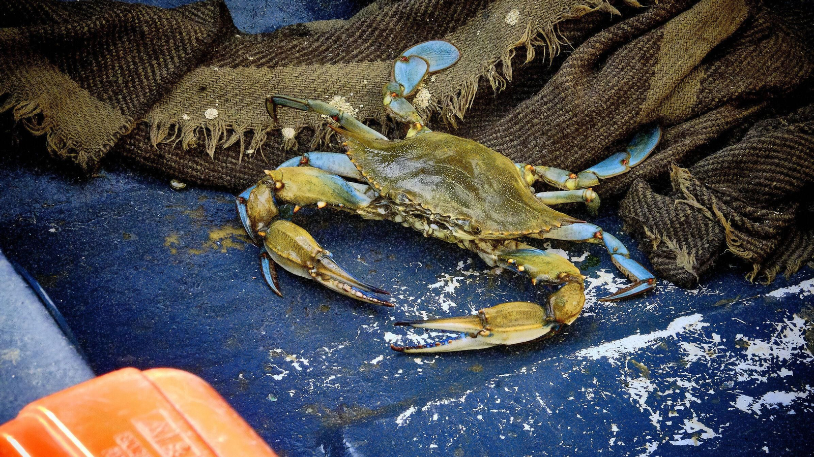 Un ejemplar de cangrejo azul, capturado en un pesquero de Sanlúcar. Un ejemplar de cangrejo azul, capturado en un pesquero de Sanlúcar.