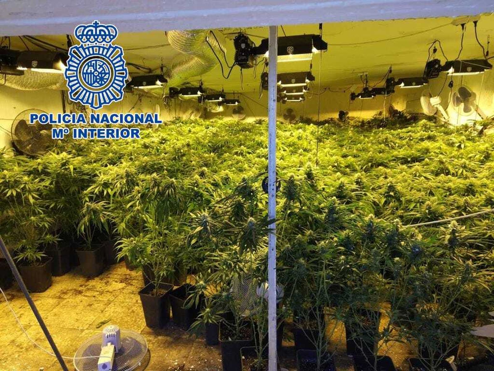 Dos detenidas en El Ejido con 600 plantas de marihuana que cultivaban en el bloque en el que residían