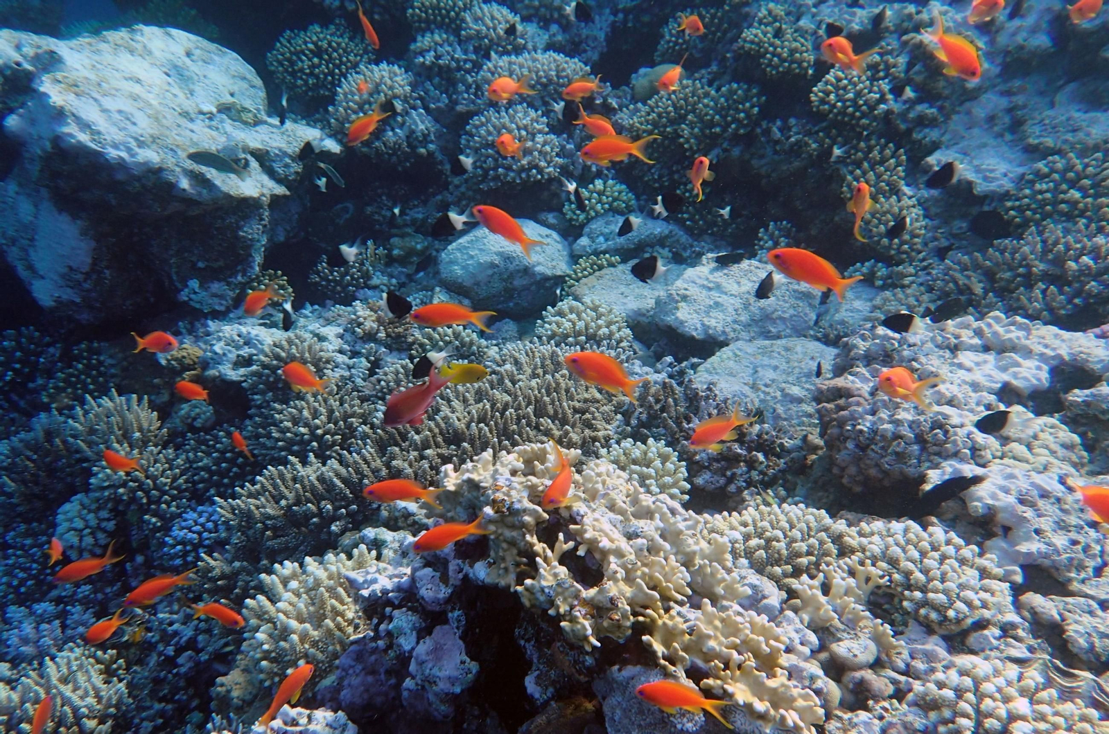 El estudio ha permitido clasificar a los peces según su dieta.
