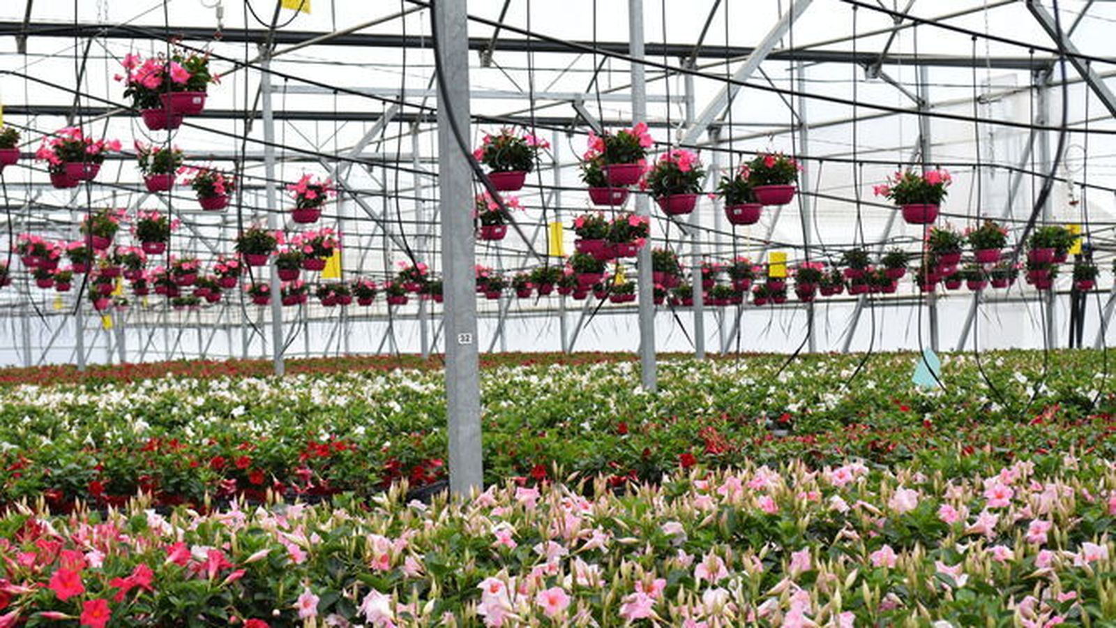 El sector de la flor cortada y plantas ornamentales vive una situación muy difícil de rentabilidad en estos momentos.