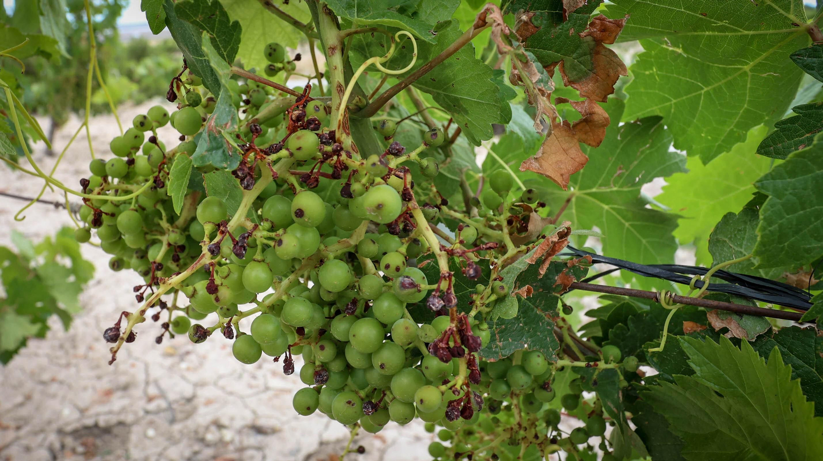 El pedrisco daña los viñedos de Trebujena