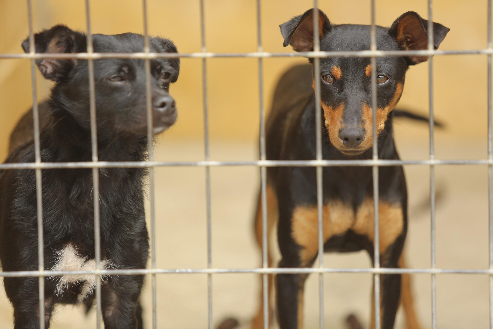 Las fotos de los animales de la Protectora de Málaga Las fotos de los animales de la Protectora de Málaga