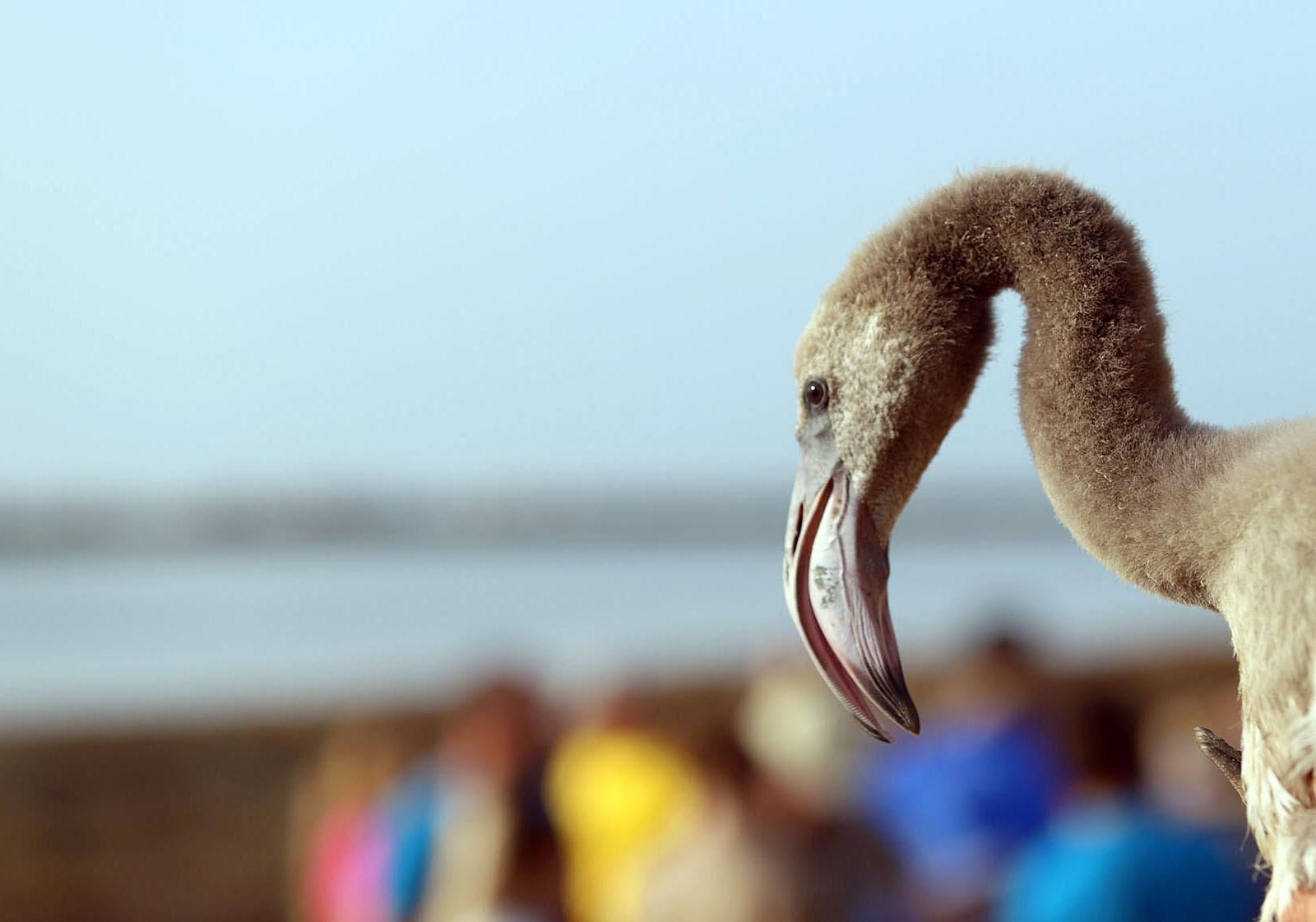 Imágenes del anillamiento de Flamencos en Marismas del Odiel