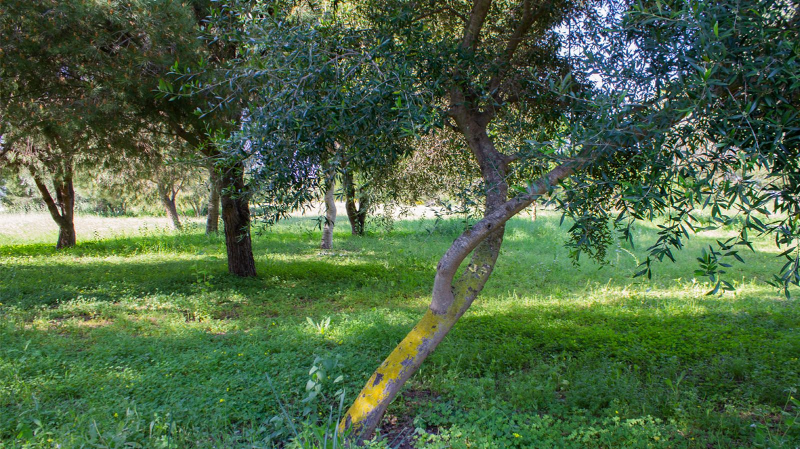 Fotos del parque municipal El Torrejón