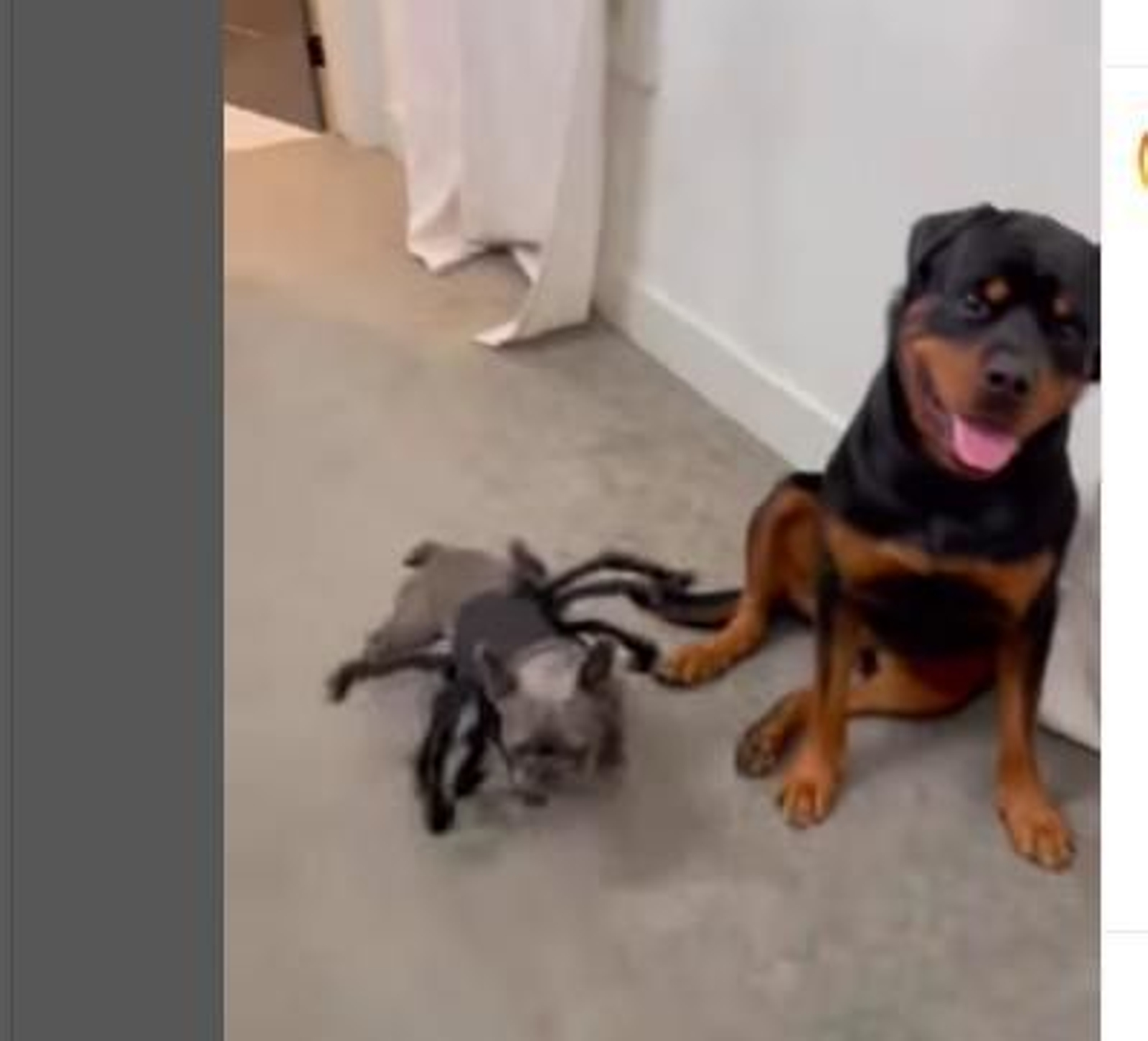 El vídeo viral de un perro murciélago que asusta a un gran rottweiler El vídeo viral de un perro murciélago que asusta a un gran rottweiler