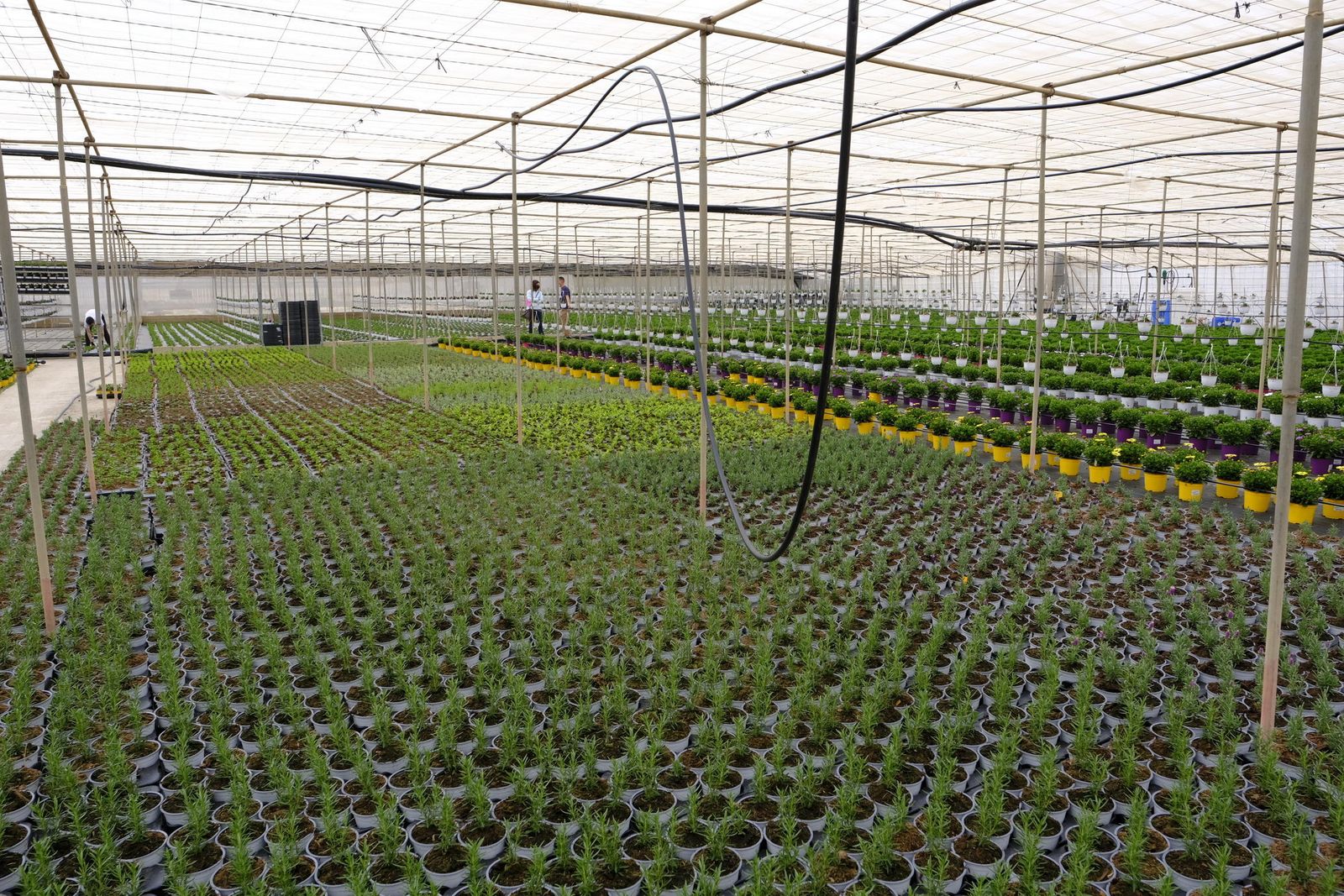 Invernadero de flores