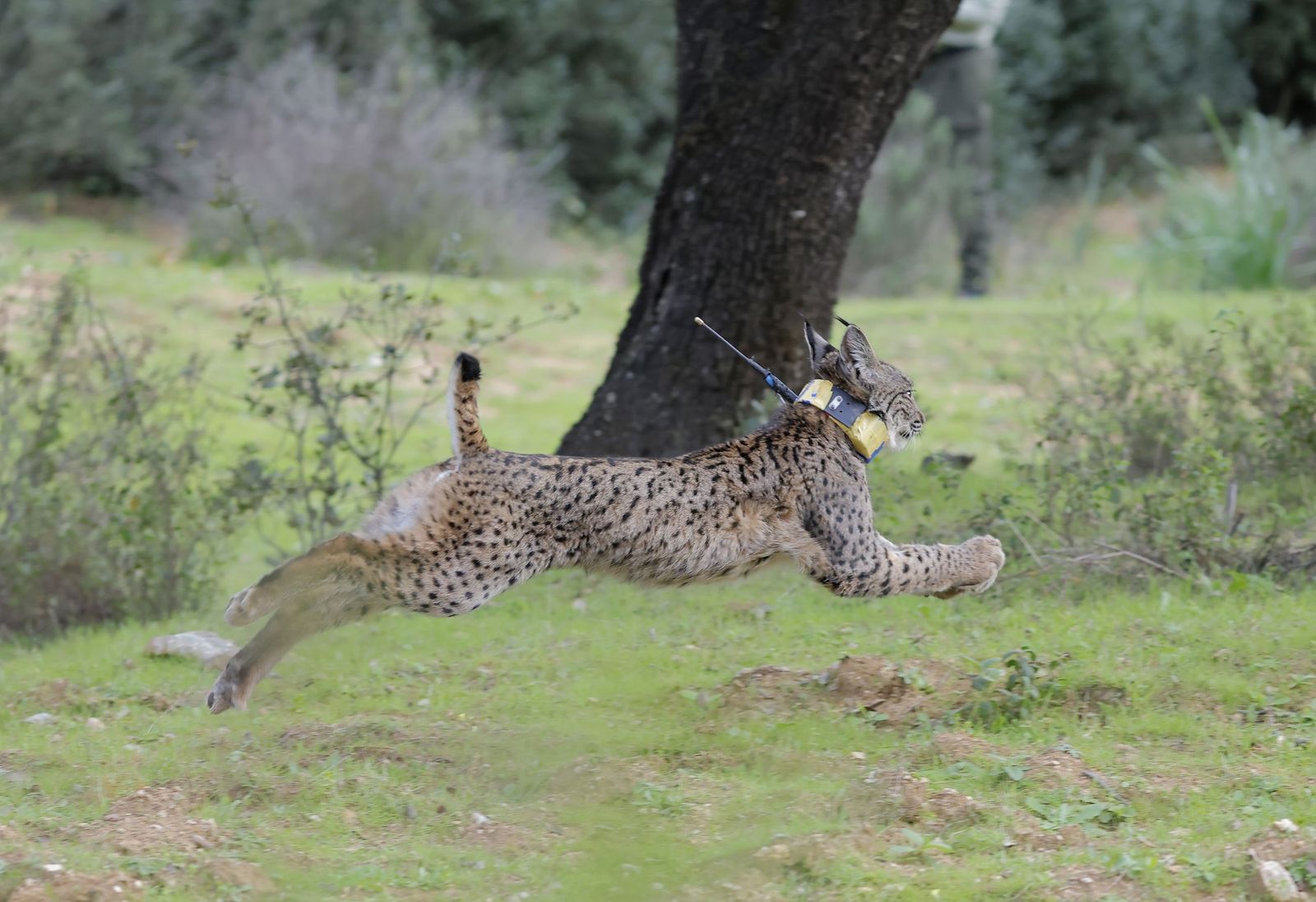 Wando y Wadala liberados en Lora del Rio