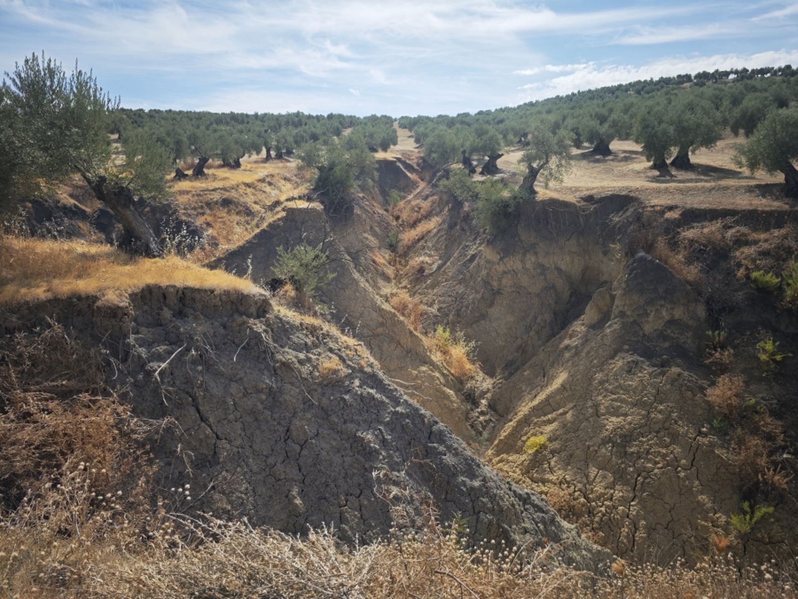 Una cárcava en un olivar andaluz