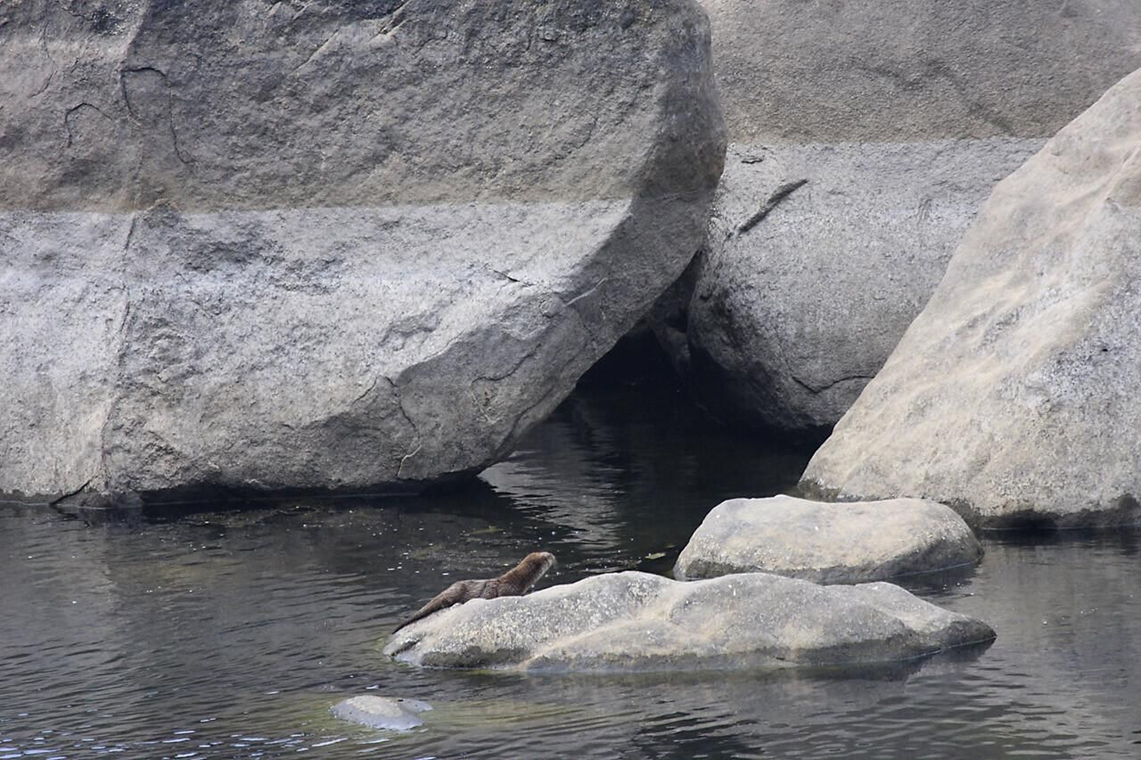 Nutria en el entorno del Río Jándula en el Parque Natural Sierra de Andújar.