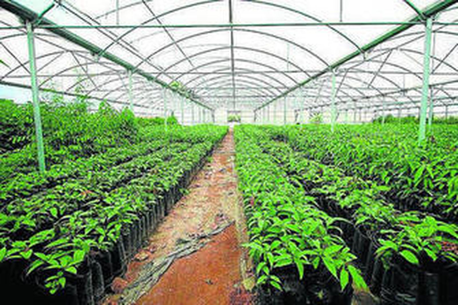 Mangos en un invernadero de la Axarquía.