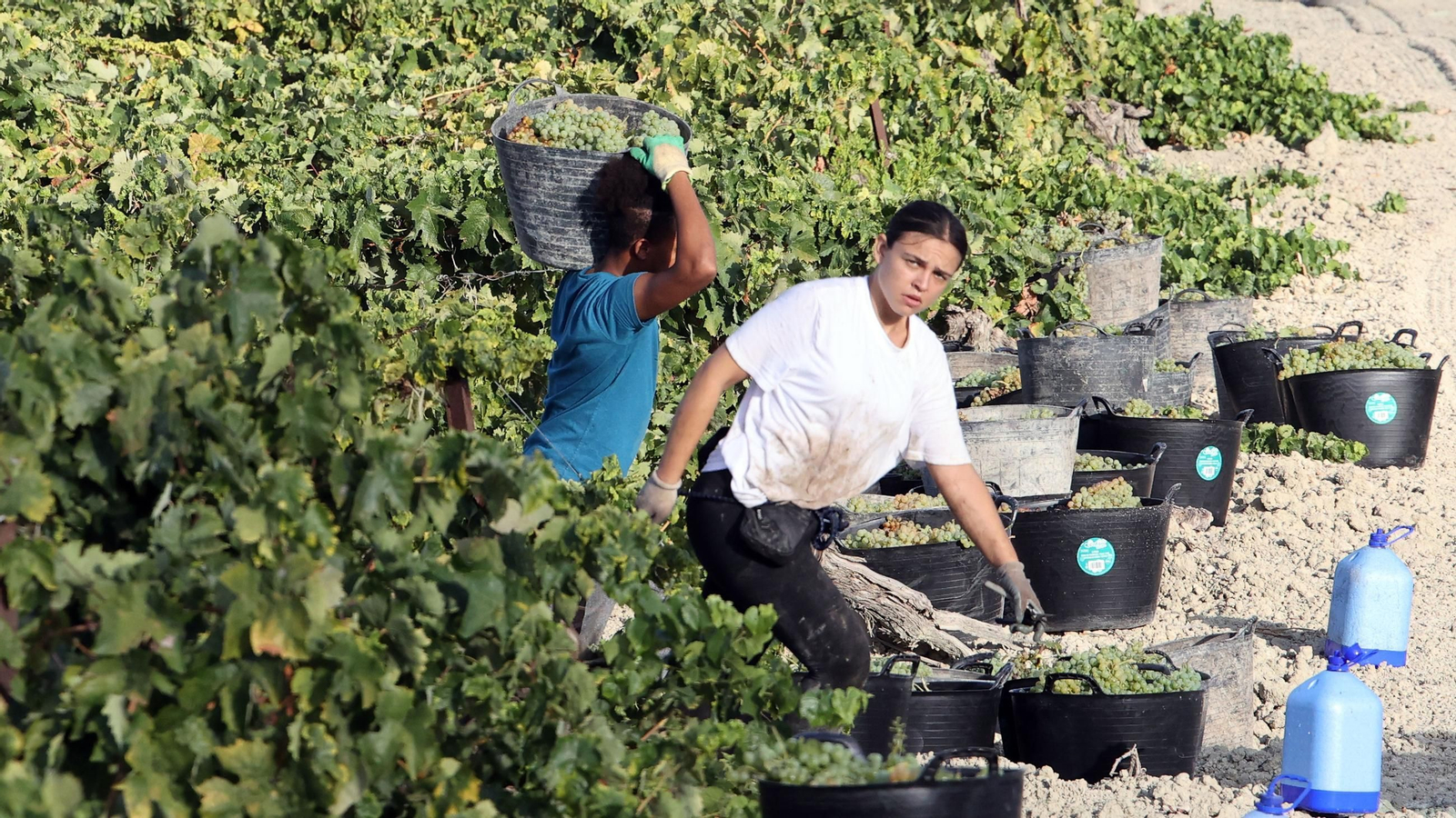 Vendimia de Cayetano del Pino en Jerez