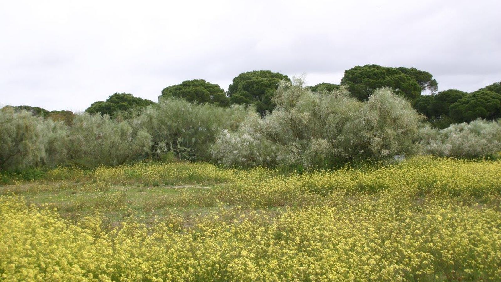 Otra imagen del Coto de la Isleta.