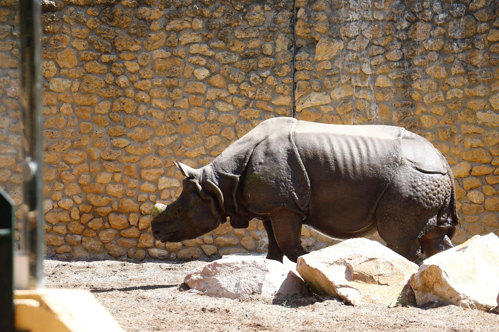 Así es Manas, el rinoceronte indio del Zoo de Córdoba