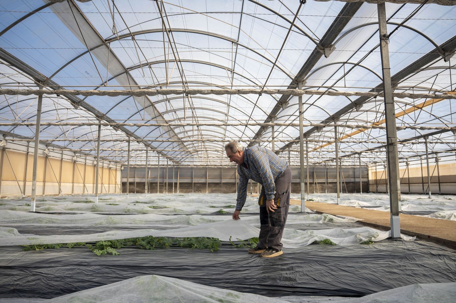 La primavera se planta en invierno entre sandías y tomates almerienses