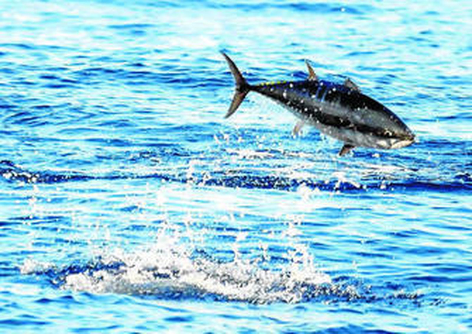 Un ejemplar de atún rojo en aguas de la Bahía de Algeciras.