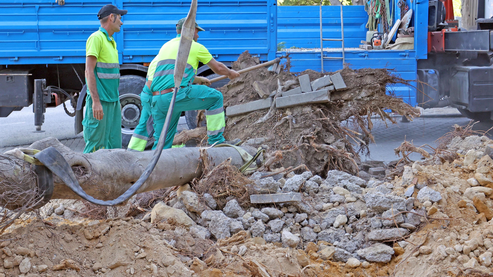Traslado de los árboles de Chapín