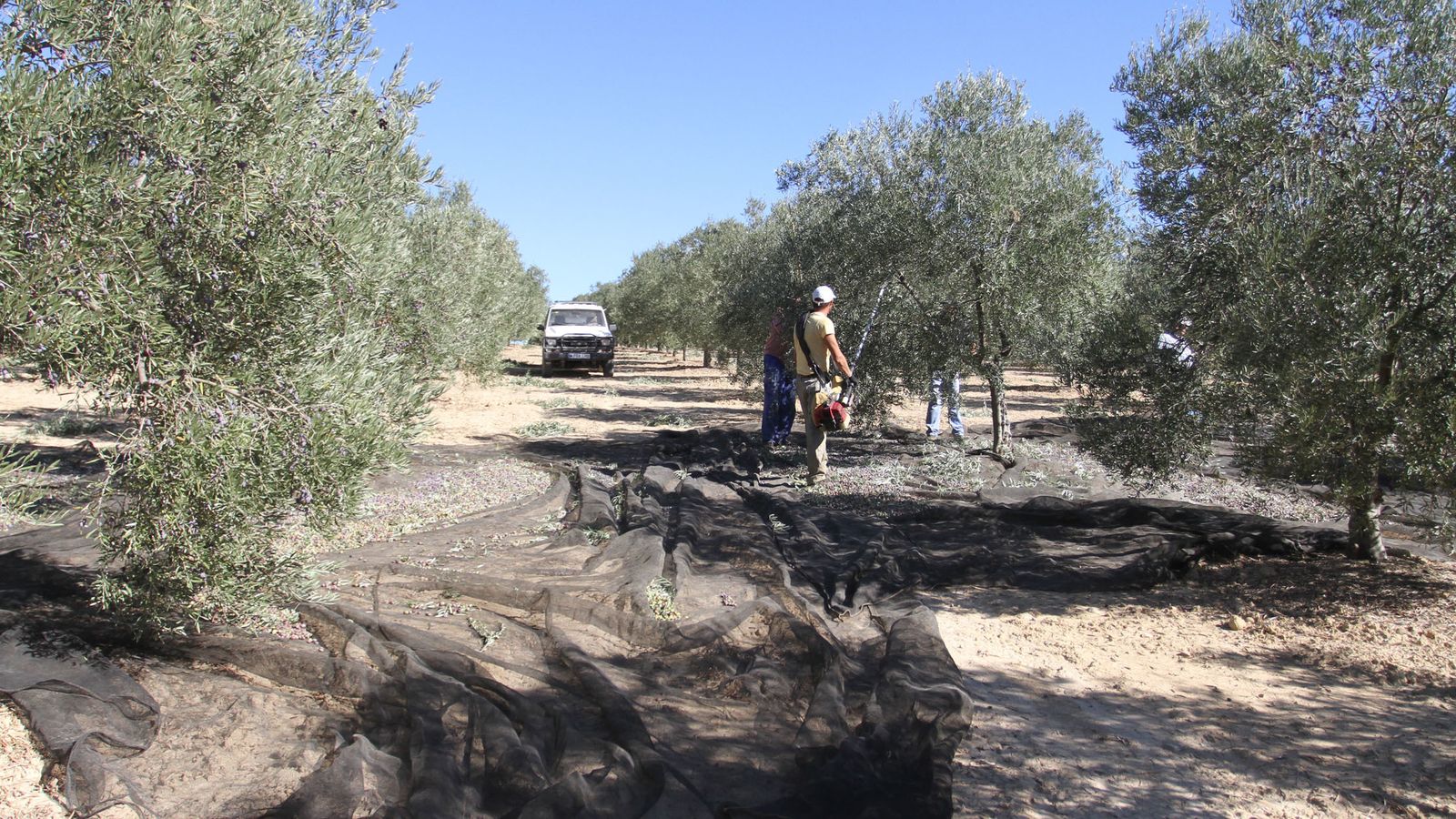 Trabajos en el olivar andaluz.