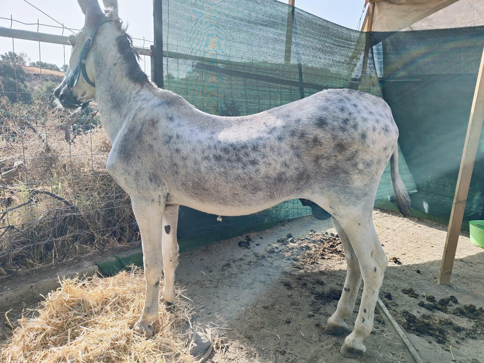Un burro-taxi rescatado en Mijas.