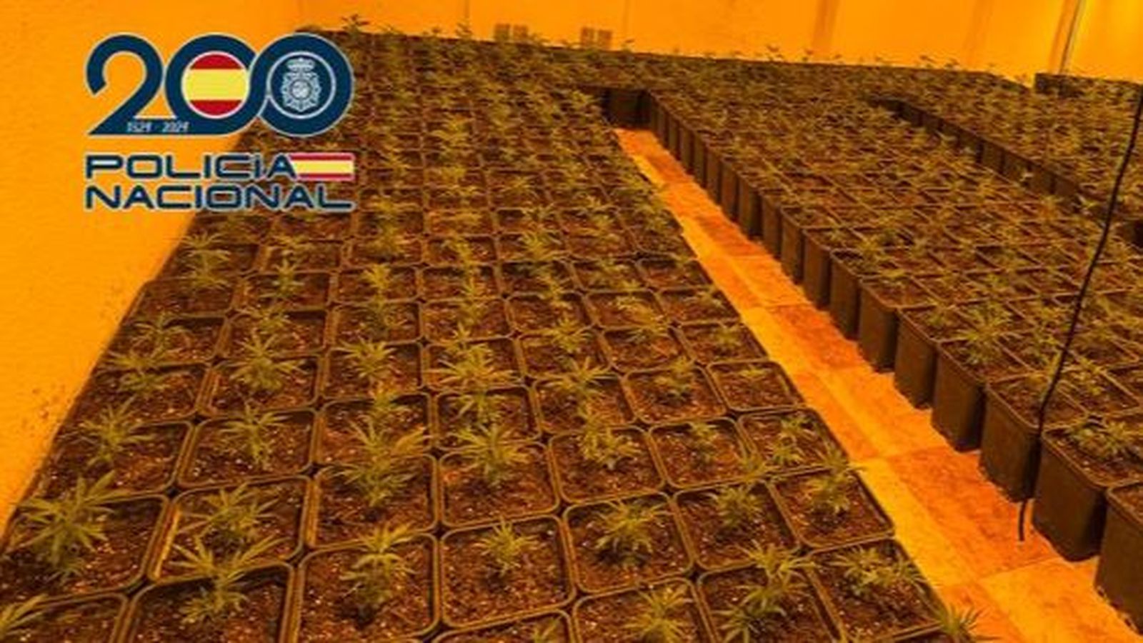 Imagen de una de las plantaciones incautadas por la Policía Nacional