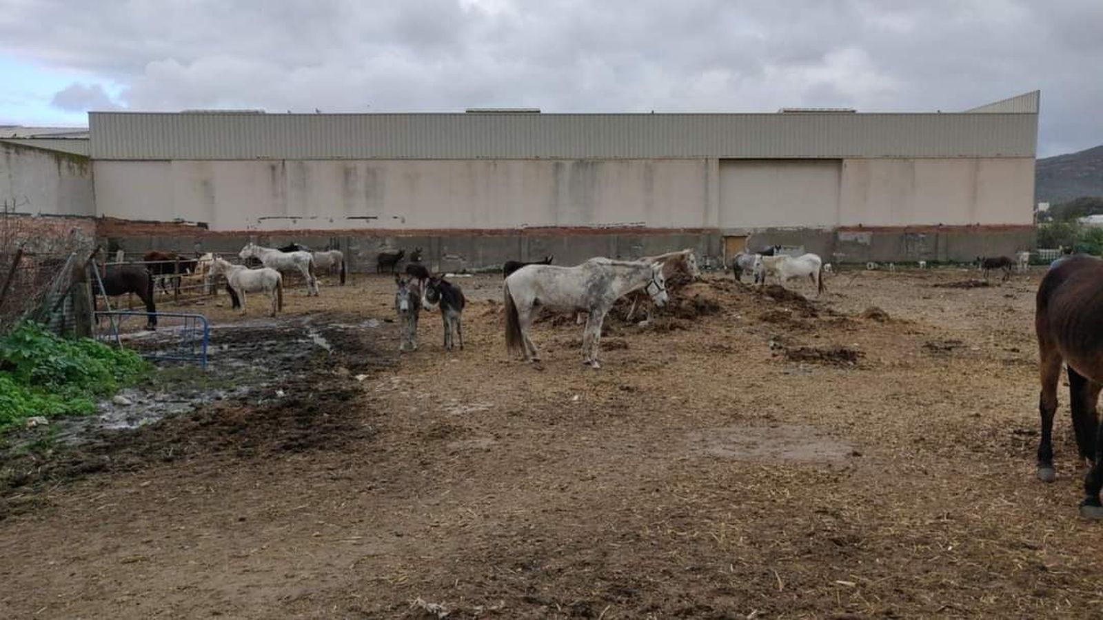 Los animales rescatados en La Línea, en el refugio.