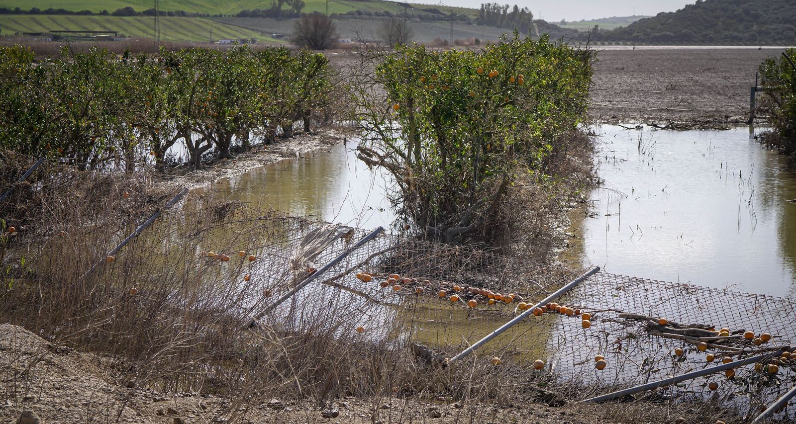 Imágenes de la visita de Juanma Moreno y el comisario europeo de Agricultura a los campos afectados por el temporal en Jerez