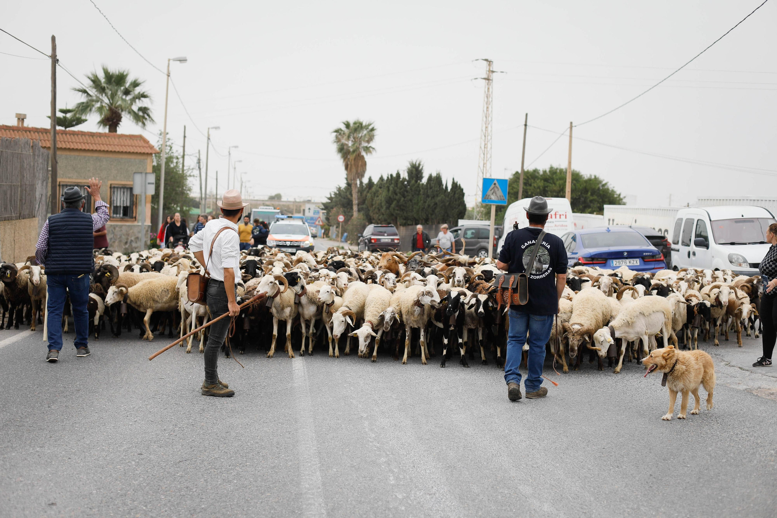 Galería de la Feria  de ganado en Tarambana