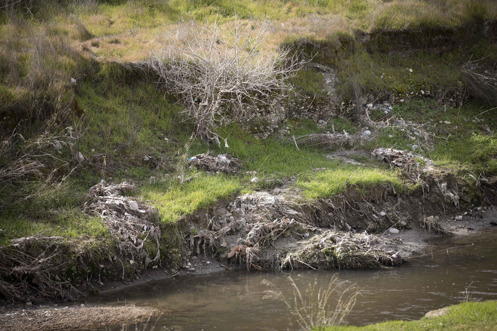 Fotos del 'cementerio' de toallitas que se acumula junto al río Genil en Granada