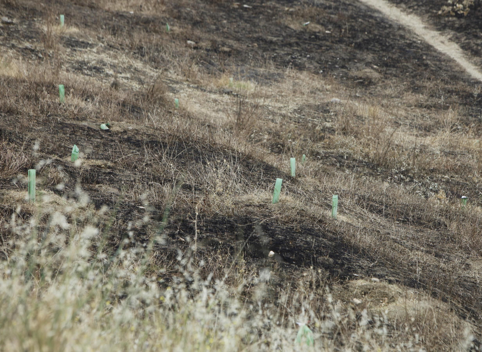 Las llamas destruyen ciento de árboles sembrados en el Carambolo