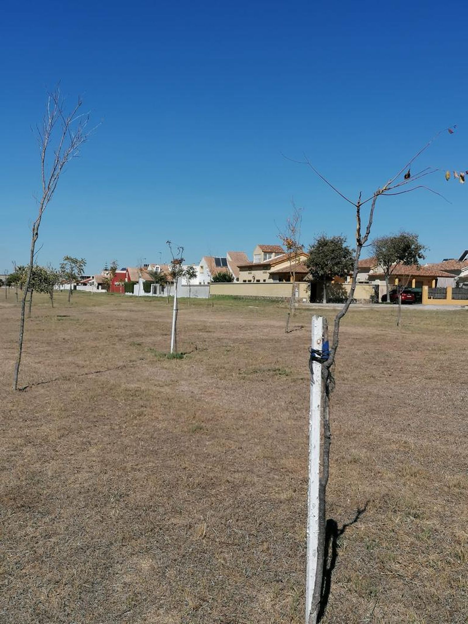 Imagen cedida por la Asociación de Amigos de los Árboles de Jerez.