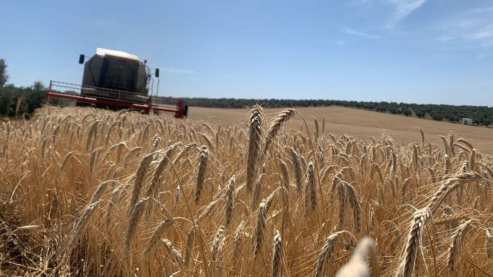 Campo de cereales junto a un olivar.
