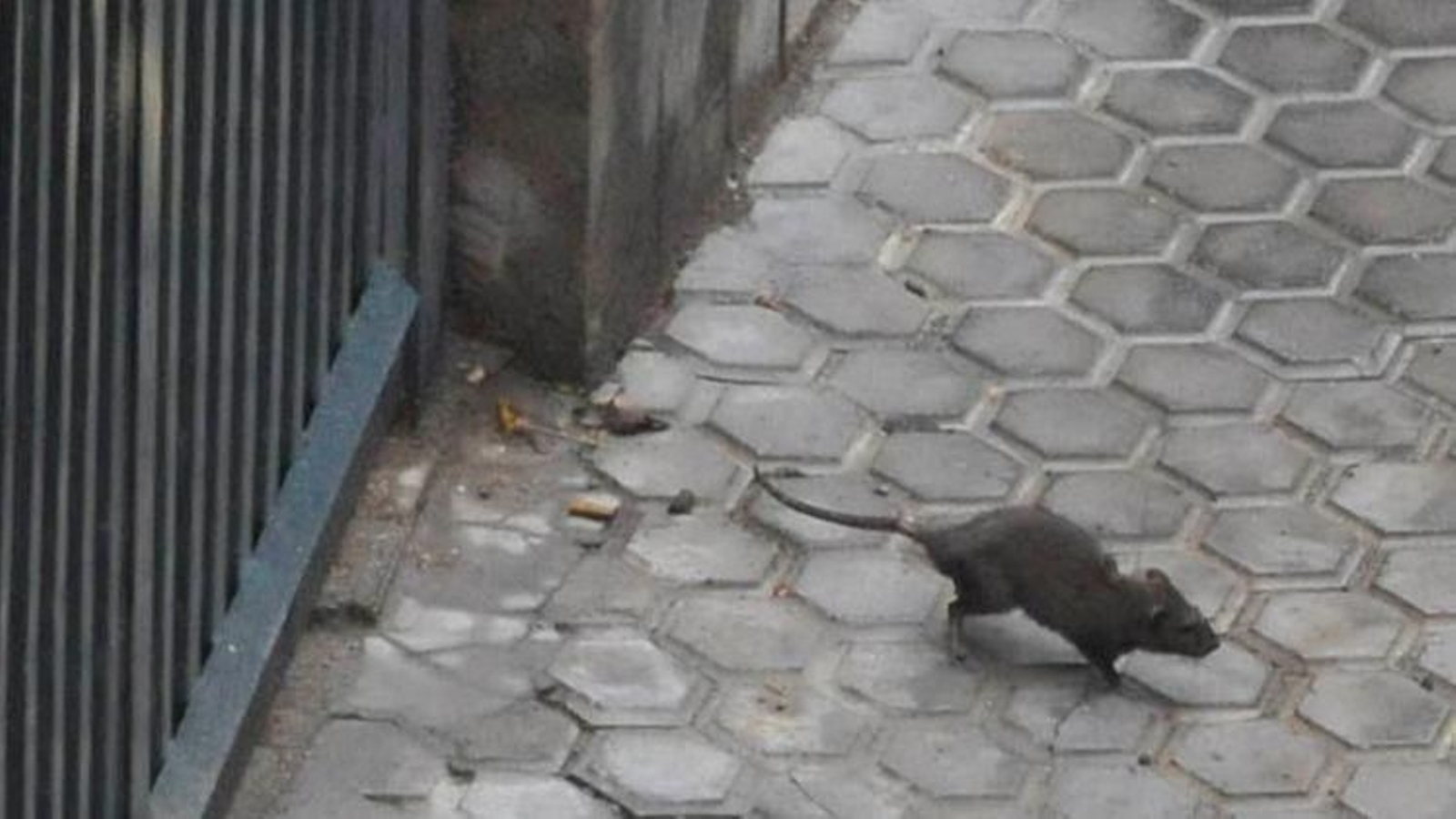 Una rata escapa por la acera.