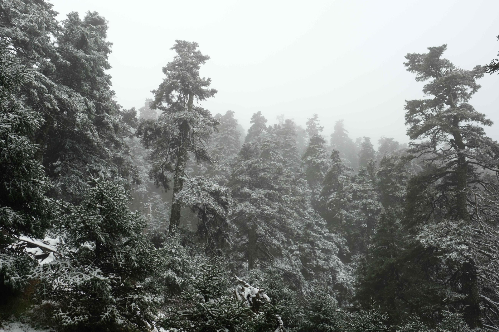 Estampa invernal en al Parque Nacional Sierra de las Nieves, en imágenes