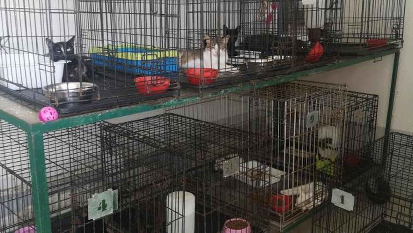 Gateras en el Zoosanitario de Sevilla, en una imagen difundida por el PP.