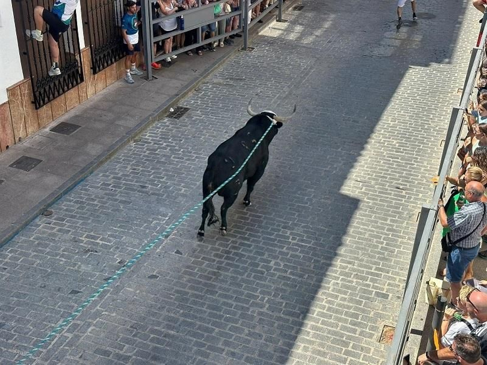 Las imágenes del toro de cuerda de Carcabuey