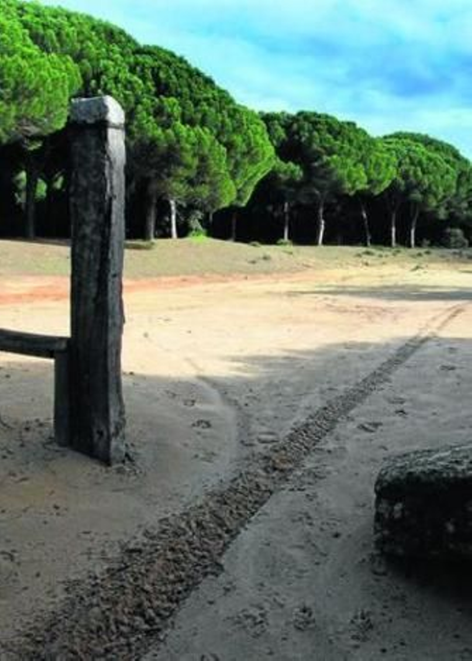 Imagen de archivo del Pinar del Rey.