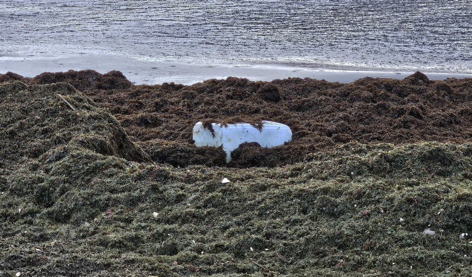 Fotos del nuevo arribazón de alga invasora en la playa de Getares en Algeciras