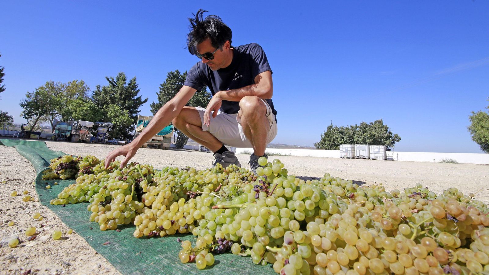 Willy Pérez observa la uva al soleo, técnica propia del siglo XIX.