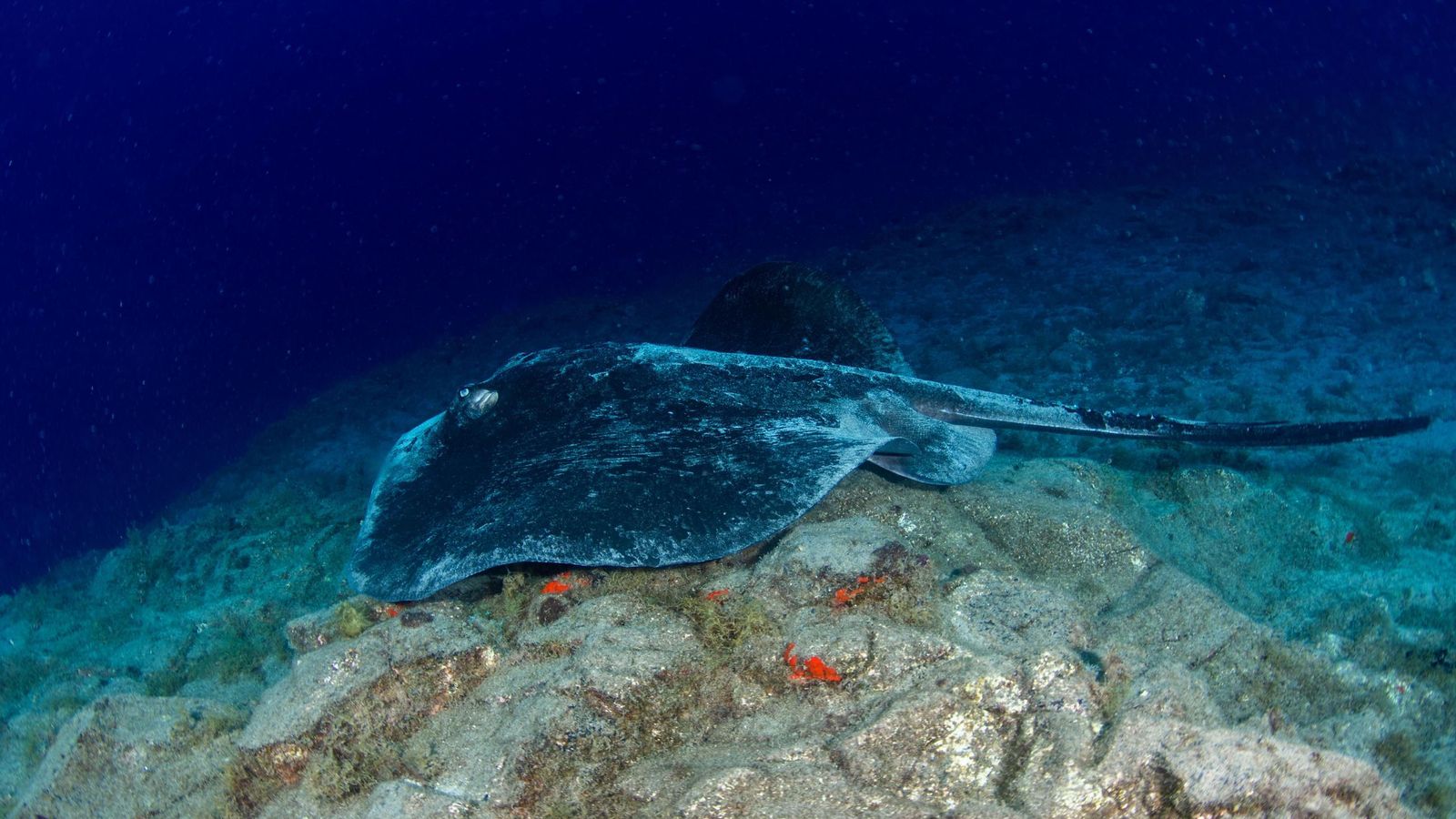Costa Adeje en Santa Cruz de Tenerife