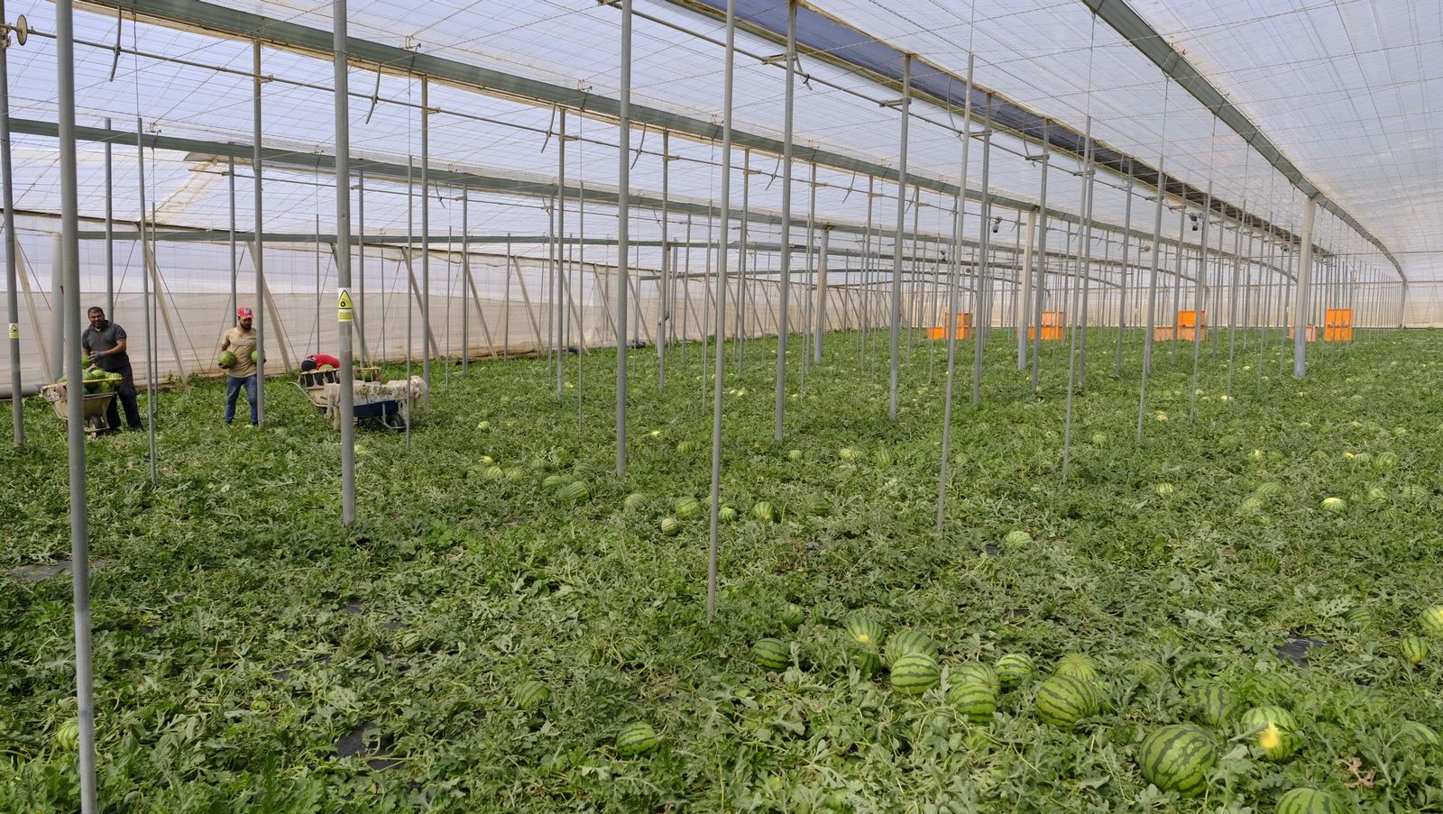 Imágenes de las primeras sandías que salen de Almería esta campaña