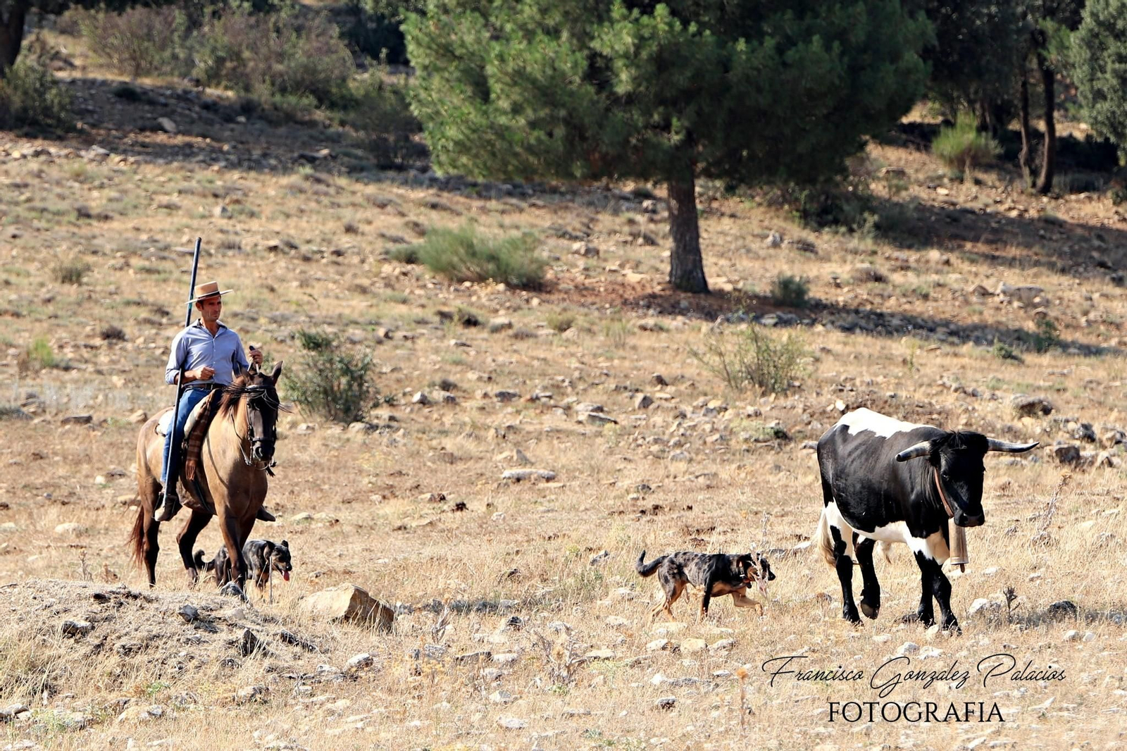 Saltos y fintas de vértigo en los encierros de Santiago de la Espada, en imágenes