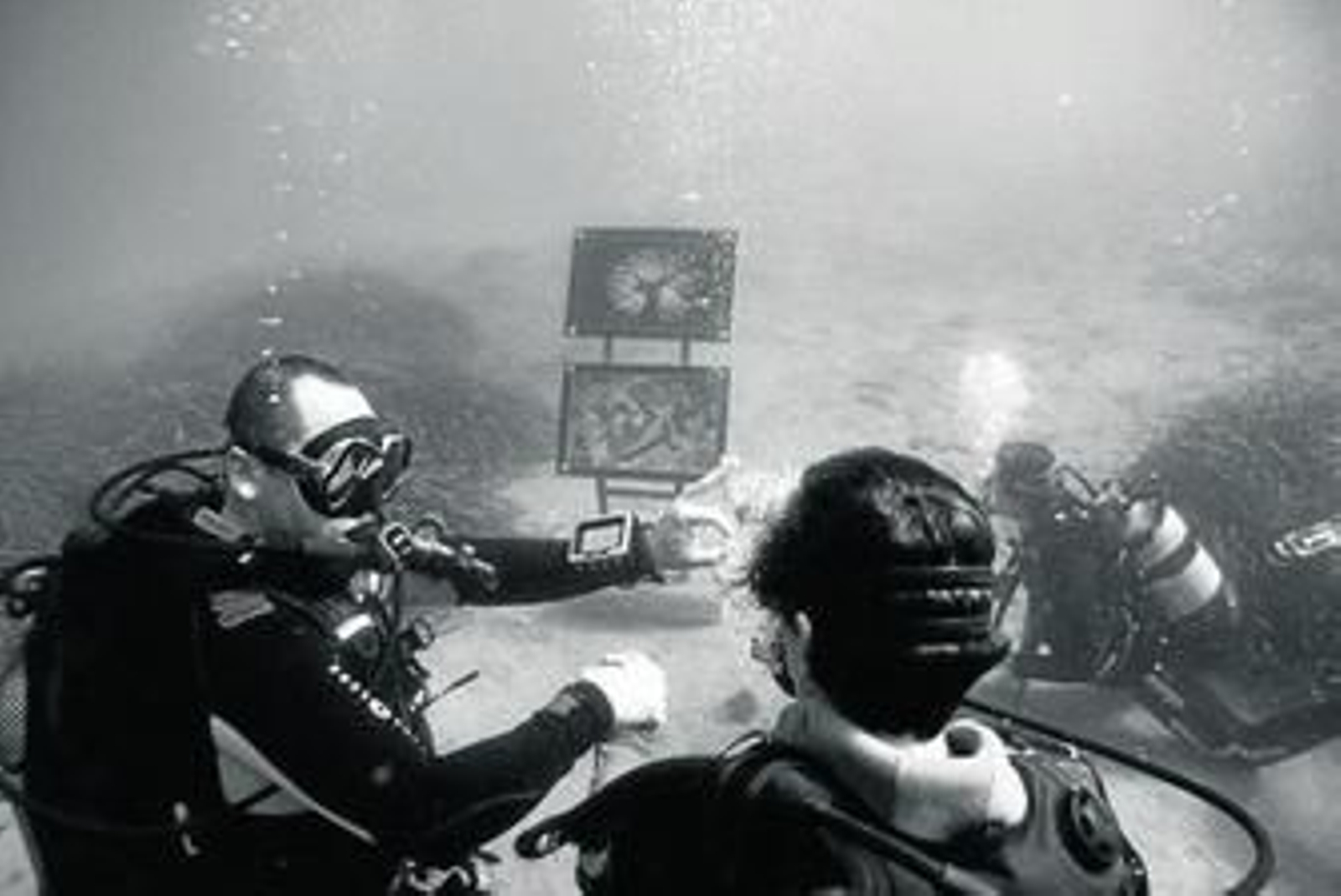 La exposición es de una gran calidad y aparte para verla hay que sumergirse hasta cinco metros en el Palmer.